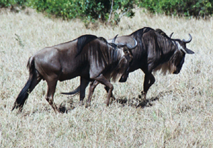 Wildebeest